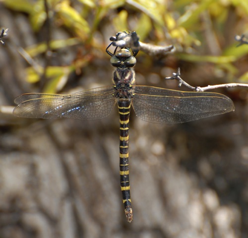 Female
2008_04_11_FL